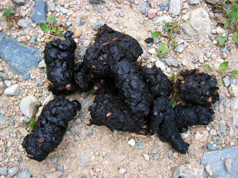scat_berries_800x600
