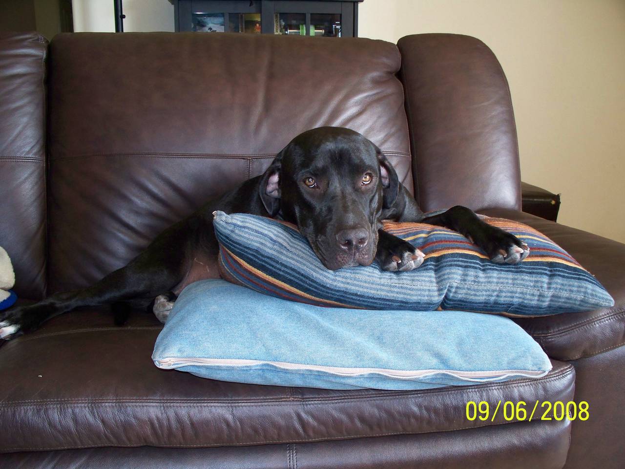 Seatcover in training