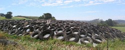 silage_mound
