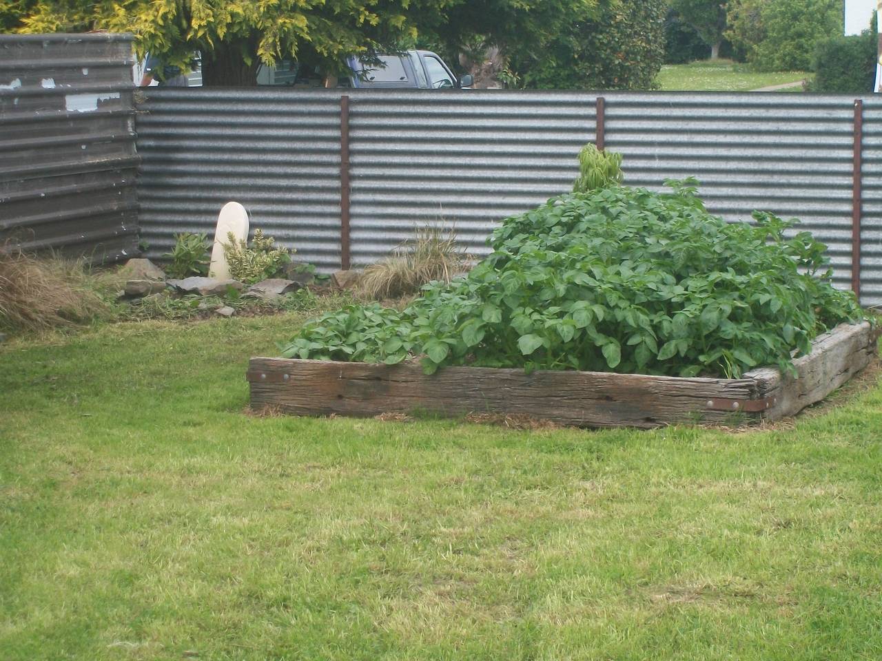 spuds