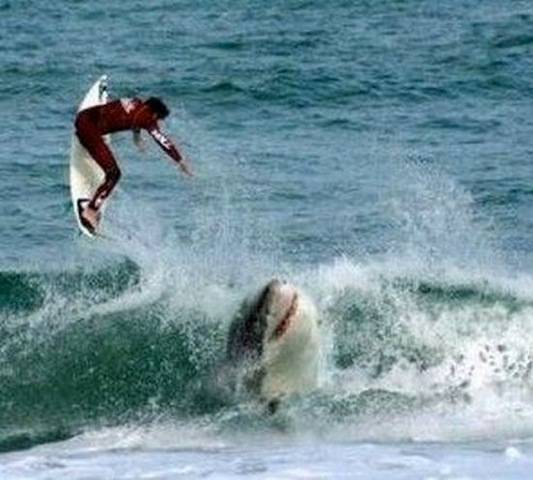 Surfer