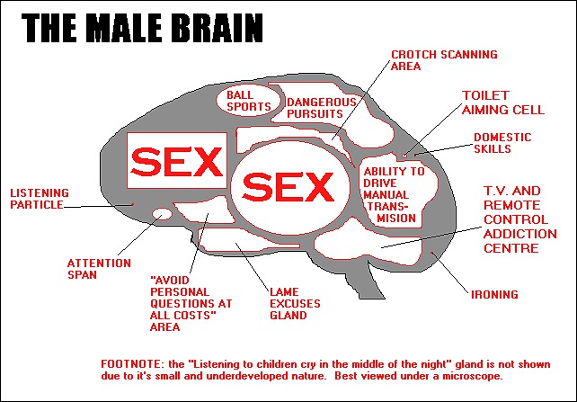 The_Male_Brain